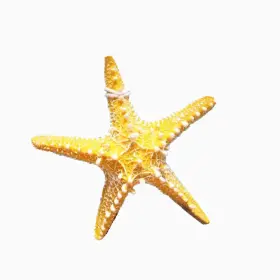 CTJZ21-SF13-YELLOW RAYLINEDO Creative Mediterranean Design