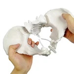 Evotech Flexible Female Pelvis Model On Elastic, Life Size Pelvic.... Fixed Price $56.42.