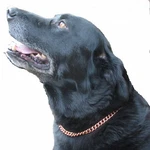 Proexl Copper Magnetic Therapy Dog Collars Made To Measure In Solid. Fixed Price $58.20.